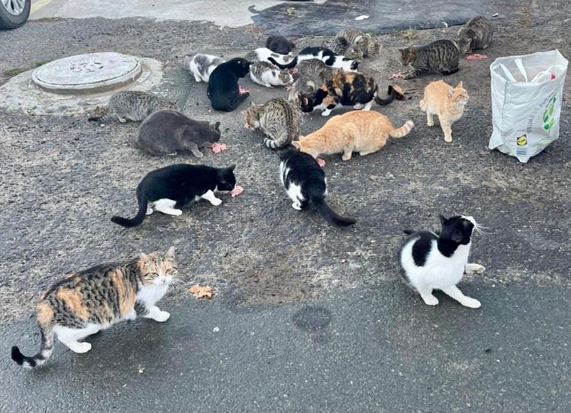 Те имат нужда от нас: да помогнем на бездомните животни по южното Черноморие